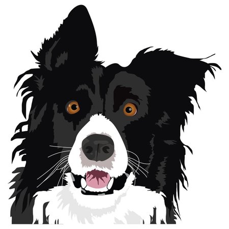 SIGNMISSION Border Collie Dog Decal, Dog Lover Decor Vinyl Sticker D-12-Border Collie